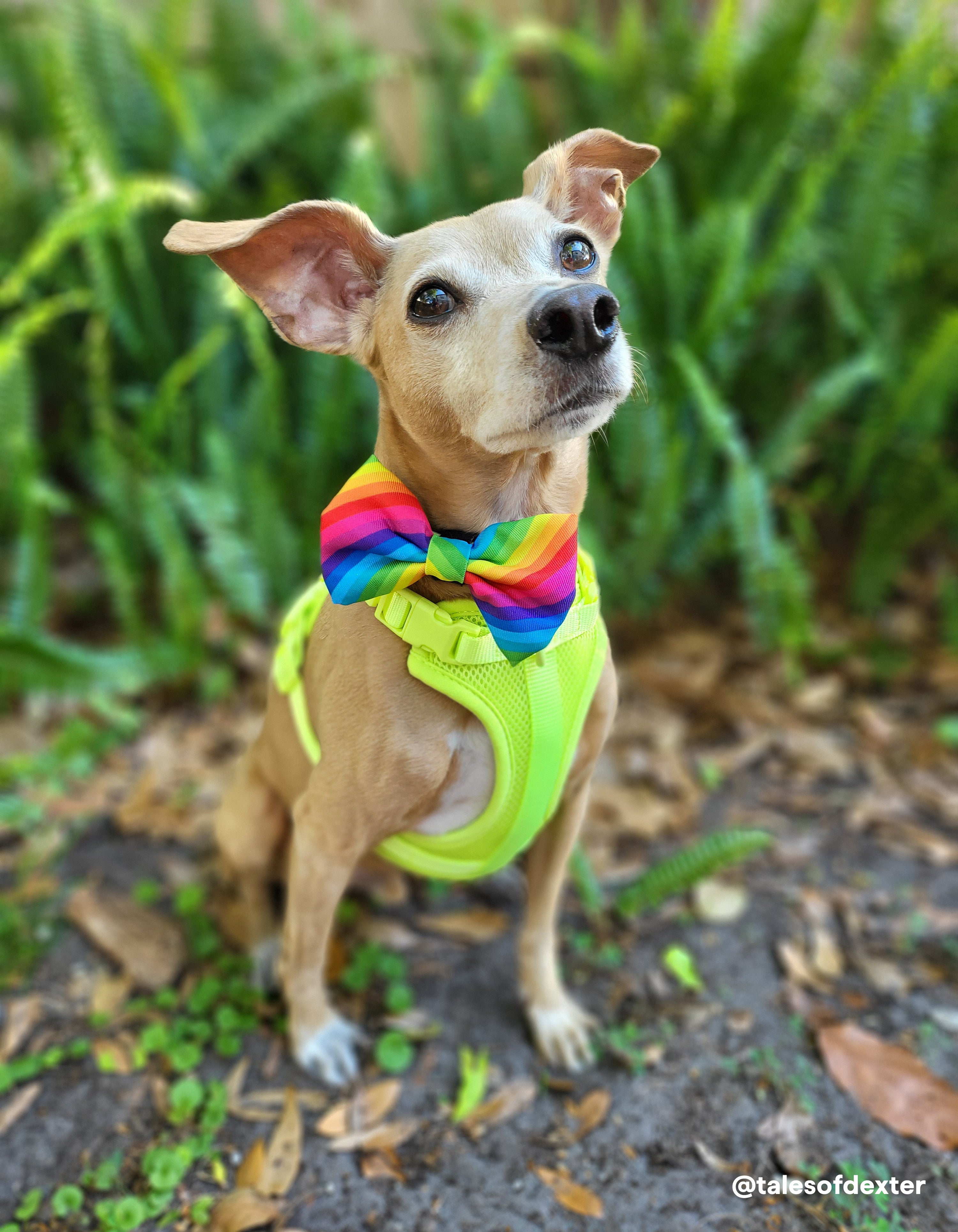 Nation's pride shop dog treats