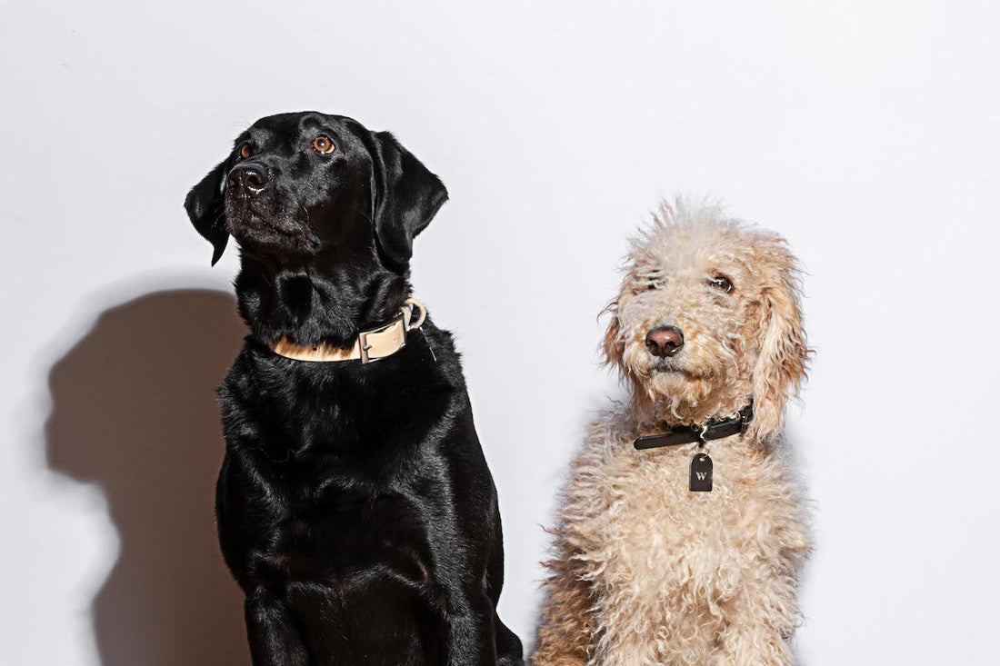 The best dog collars of 2021: large dog collars, small dog collars, waterproof dog collars, durable dog collars, designer dog collars, stylish dog collars, dog collar and leash set