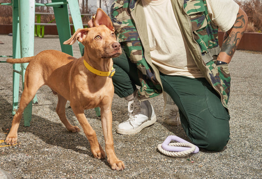 The Best Puppy Collars: dog collar, durable collar, most comfortable dog collar, martingale collar, walk training, collar size guide, dog collar reviews, adjustable dog collar, easy-to-clean dog collar, waterproof collar, collar and leash set