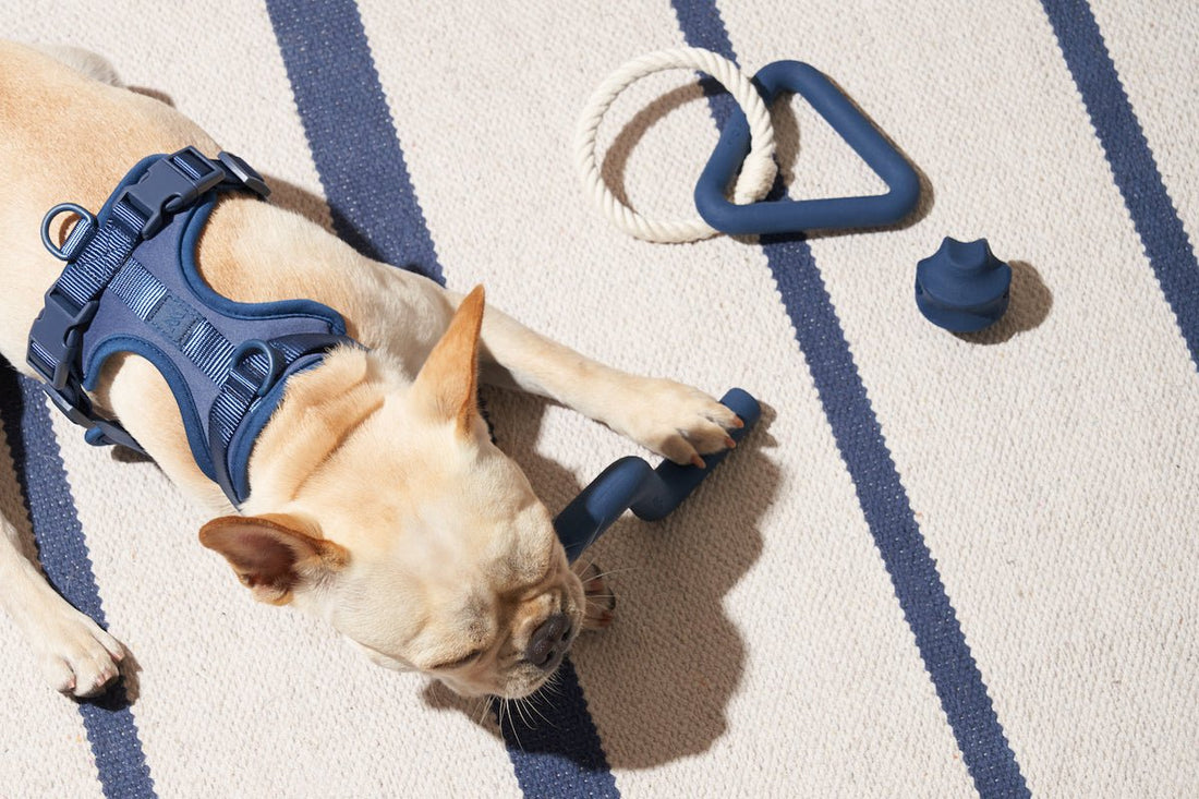 Puppy teething: dog teething remedies, best toys for teething puppies, dog dental, dog teeth bothering, dog chew toys, dog chew, dog health