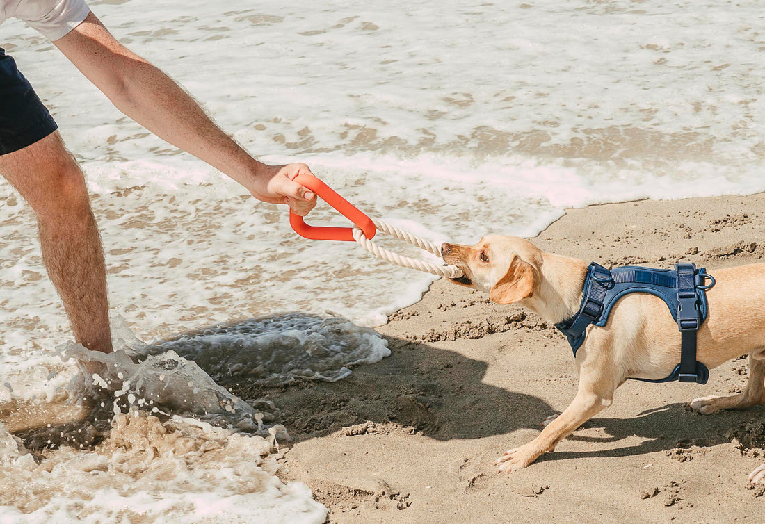 Know What Types of Dog Harnesses Are Best for Your Breed: no-pull harnesses, harness chafing, waterproof dog harnesses, strap harness, step-in harness, adjustable, neoprene dog harness, the best dog harness, harness and leash set