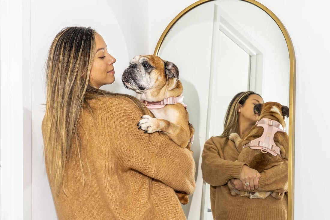 Dog Anxiety 101: how to treat dog anxiety, types of dog anxiety, separation anxiety, calming aids, how to calm your dog, dog cbd, best calming supplements, dog health