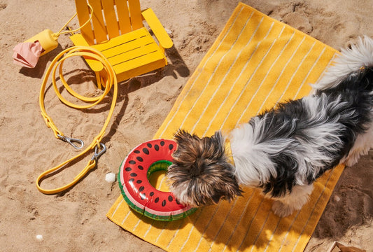 Waterproof dog collars: best dog collars, durable dog collar, best dog collar for the beach, easy-to-clean dog collars, rubber dog collars, PVC dog collars, collar and leash set