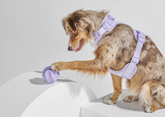 smart dog toys: dog puzzle toys, puppy development, teething toys, best dog toys, dog chew toys, keep your dog busy, dog anxiety, dog toy bin, rubber dog toys, treat dispensing dog toys, engaging dog toys, dog play