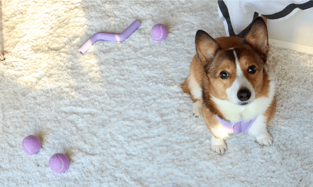 Corgi Puppies: Is a Corgi Puppy a Good Family Dog? – Wild One