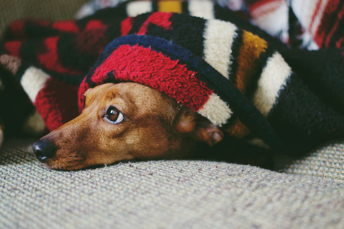 Dogs & Fireworks: How To Keep Your Pup Calm; dog anxiety, dog cbd treats, dog stress, separation anxiety