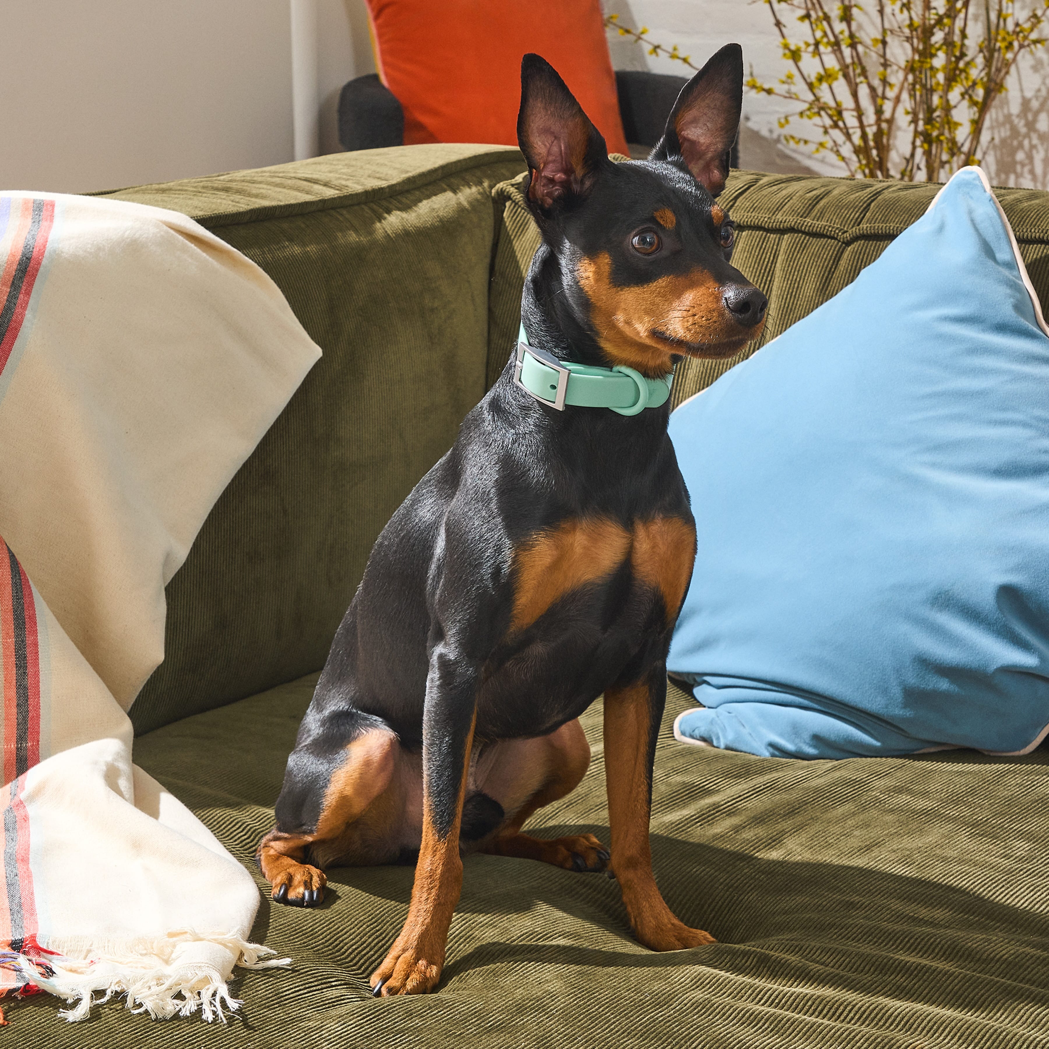 Dog Walking Essentials Wild One