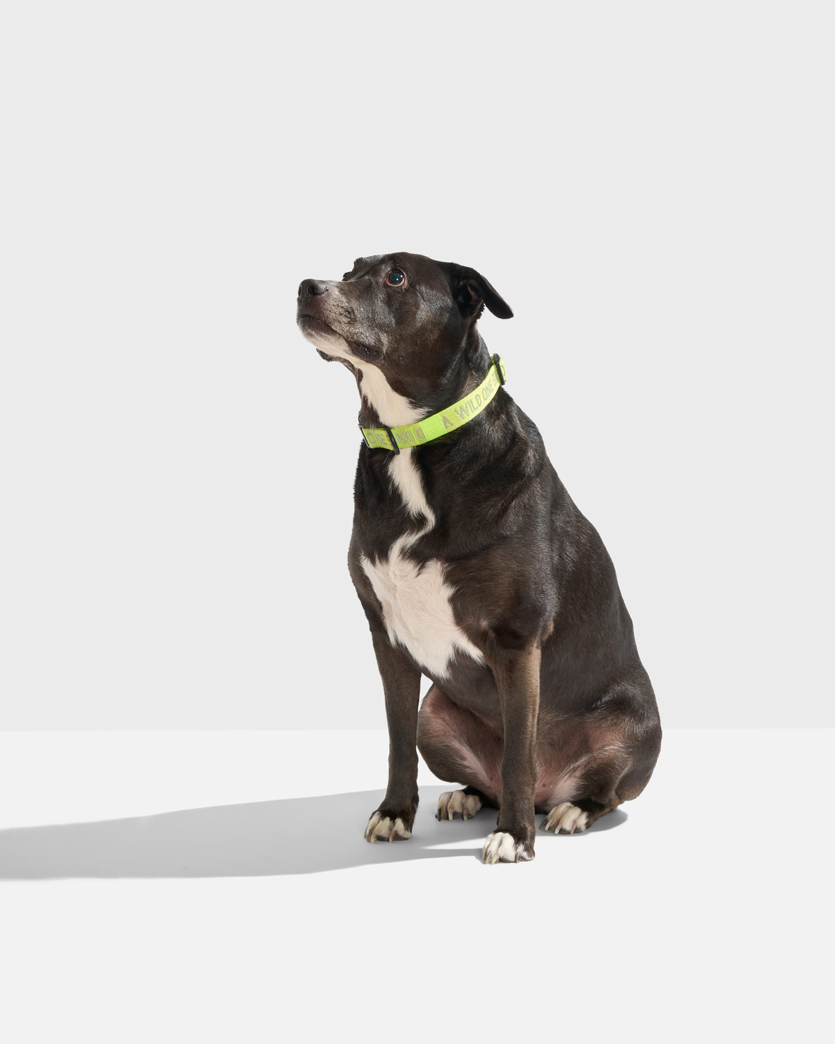 Quick-Release Dog Collar
