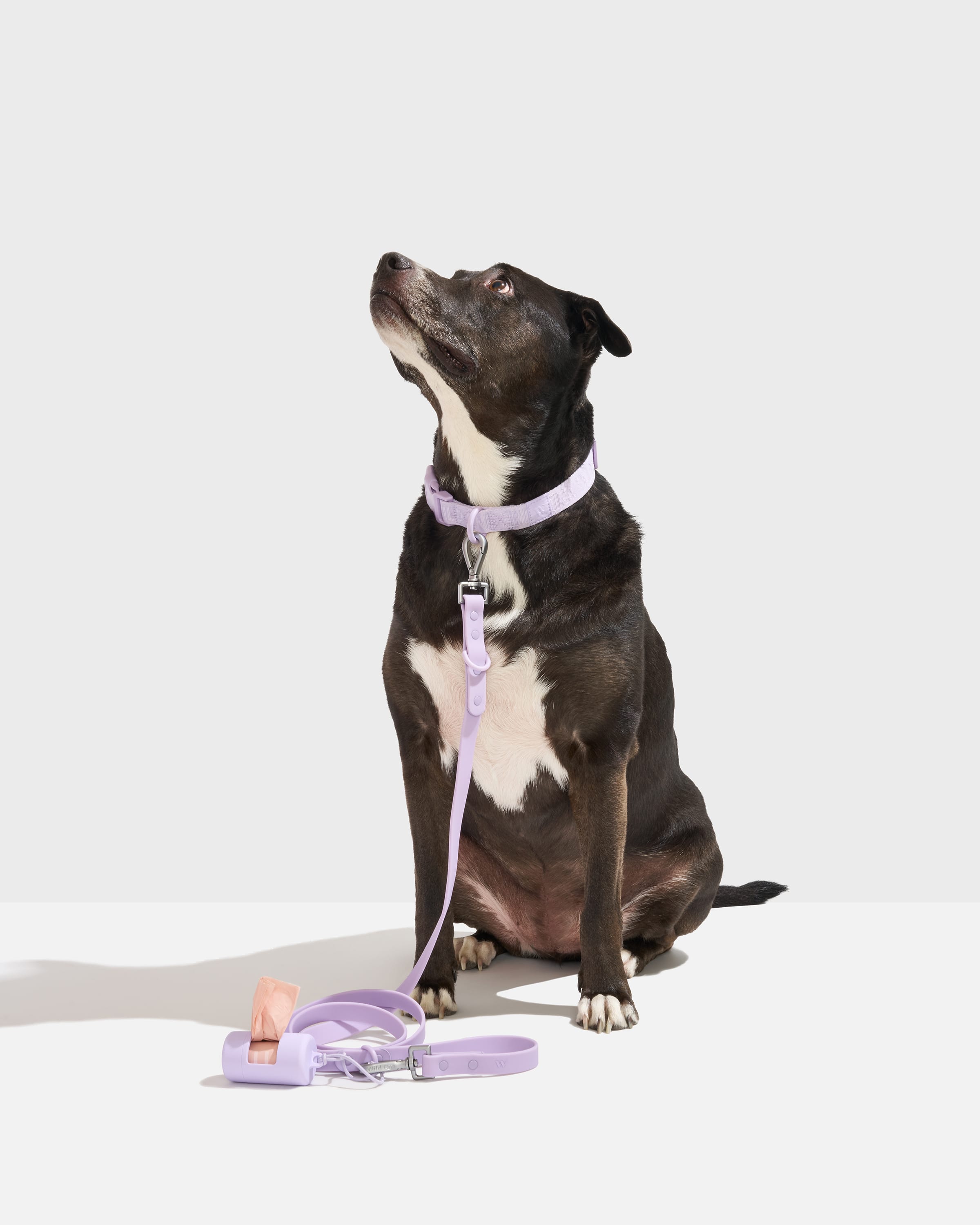 Quick-Release Collar + Waterproof Leash Dog Walk Kit – Wild One