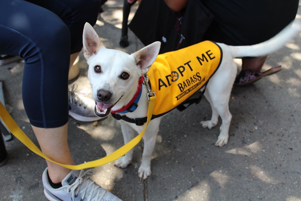 Older dog sales rescue near me