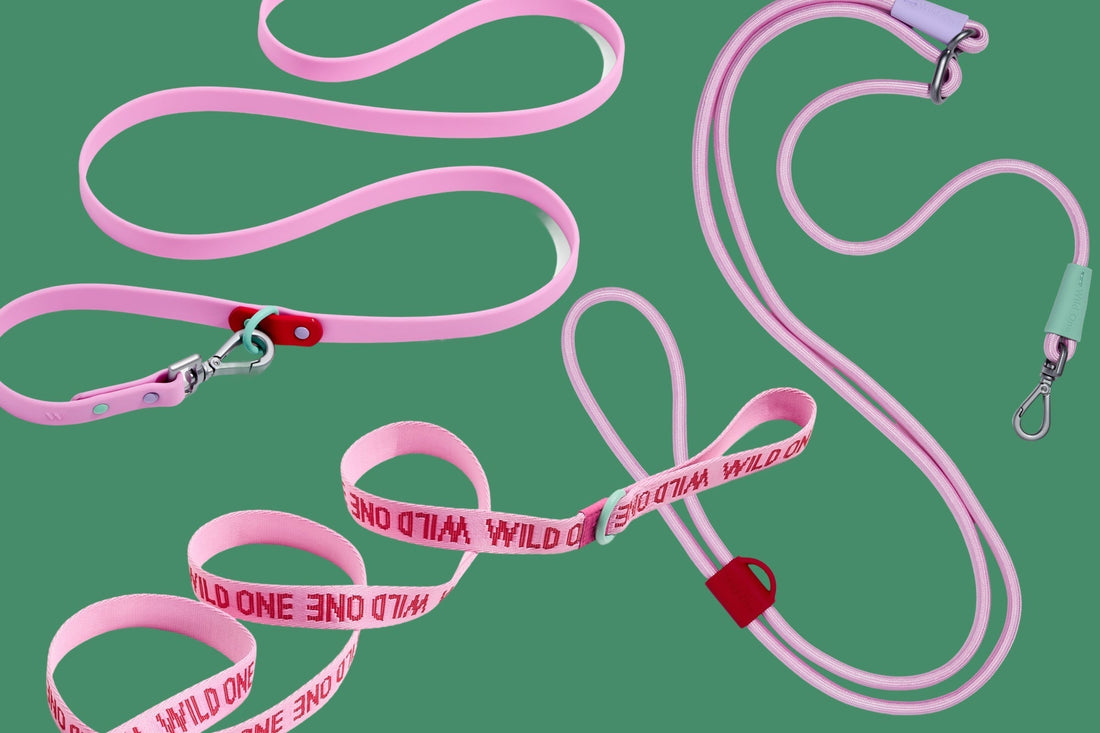 Which Wild One Leash Should I Get For My Dog?