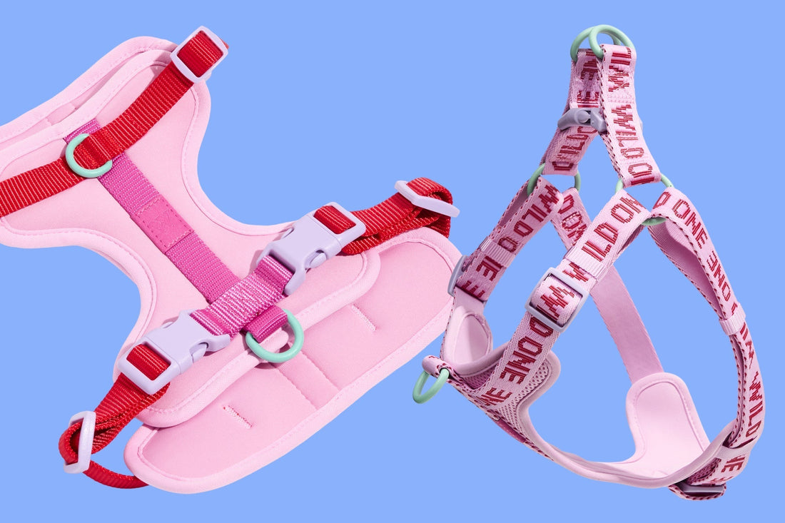 Which Wild One Harness Should I Get For My Dog?