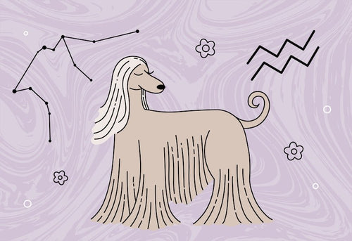A Valentine's Day horoscope reading for your dog