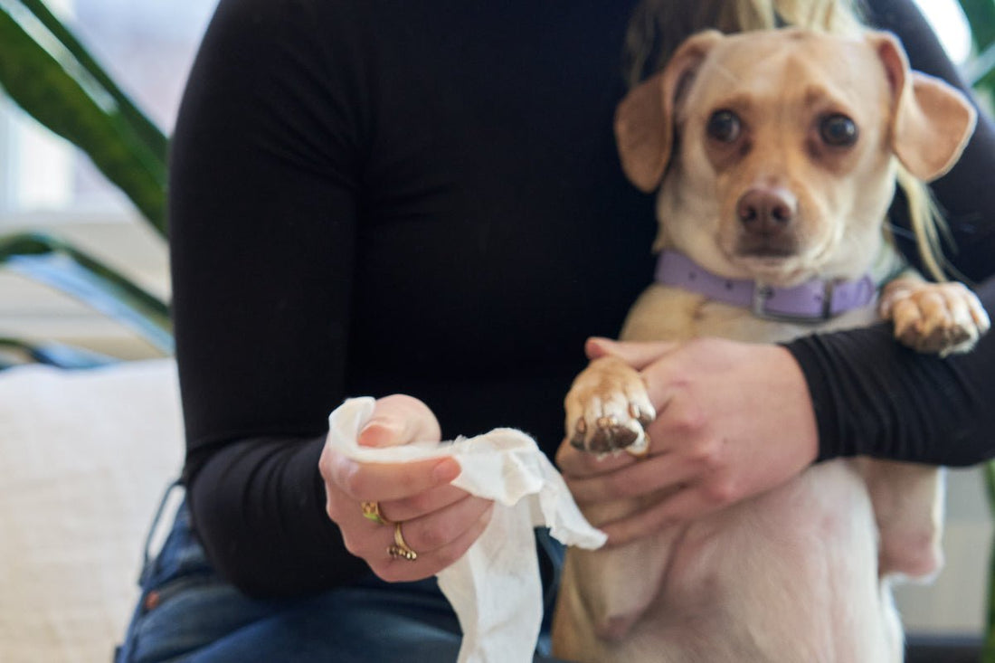 Dog Wipes: Like Baby Wipes but Made for Your Dog – Wild One