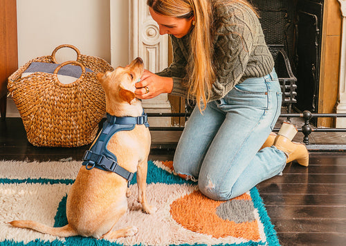 A No Escape Dog Harness Is the Best: secure dog harness, comfortable dog harness, adjustable harness, best harnesses for dogs that pull, no-pull harness, stylish dog harnesses