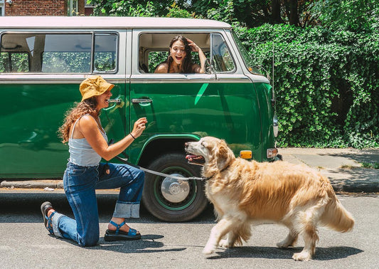 Dog friendly road trips: how to travel with your dog, dog car safety, best dog vacations, dog friendly cities