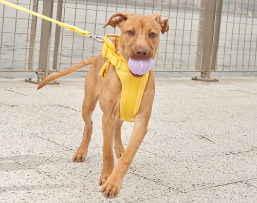 opposition reflex: walk training, dogs pulling on leash, no-pull dog harness, dog training, leash training, best dog leashes