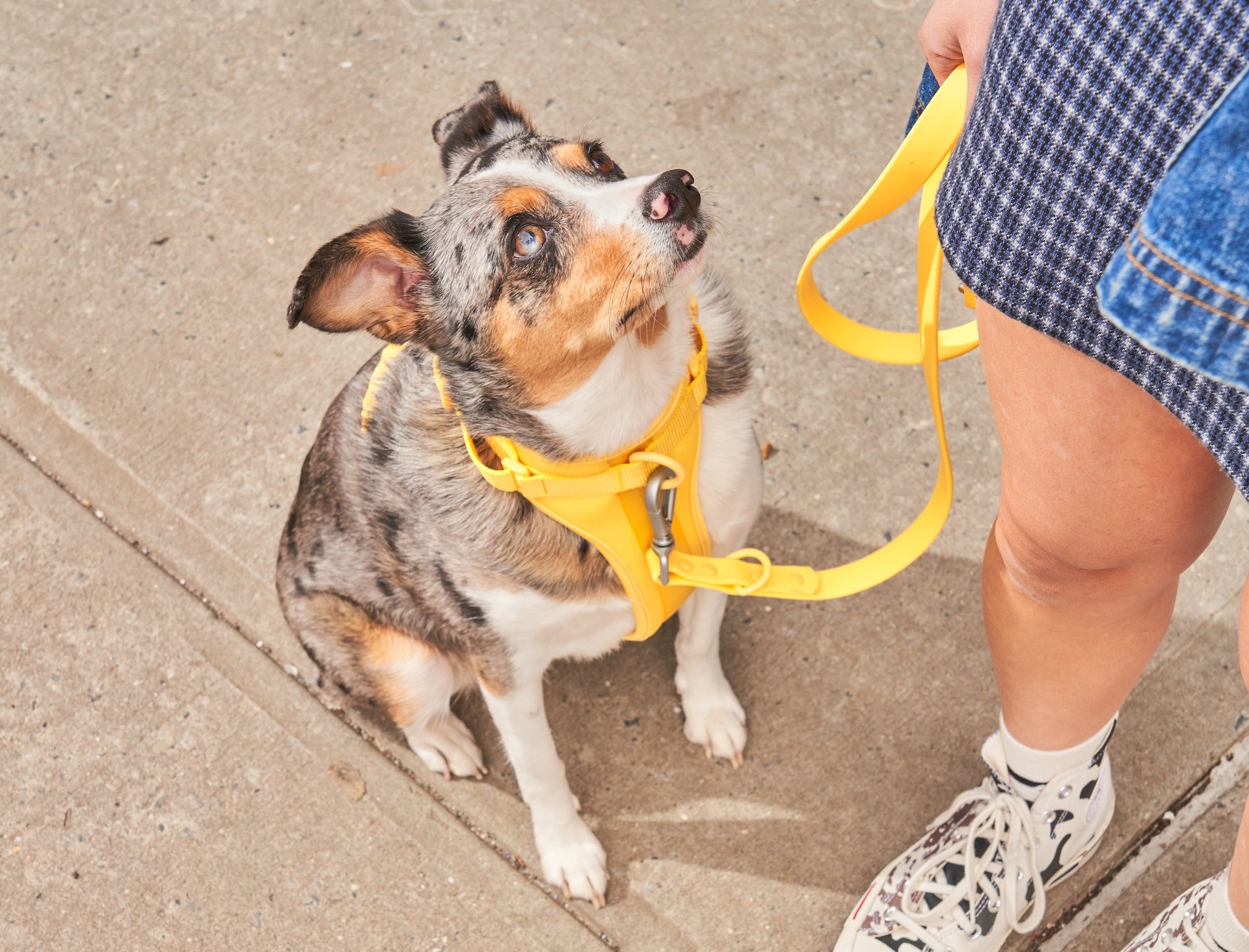 best hands free dog leash 2019 Hands Free 3 in 1 Leash | Waterproof Dog Leash main image 0