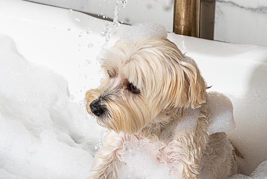 How to give your dog a bath: epsom salt, dog shampoo, dog grooming, dog stress