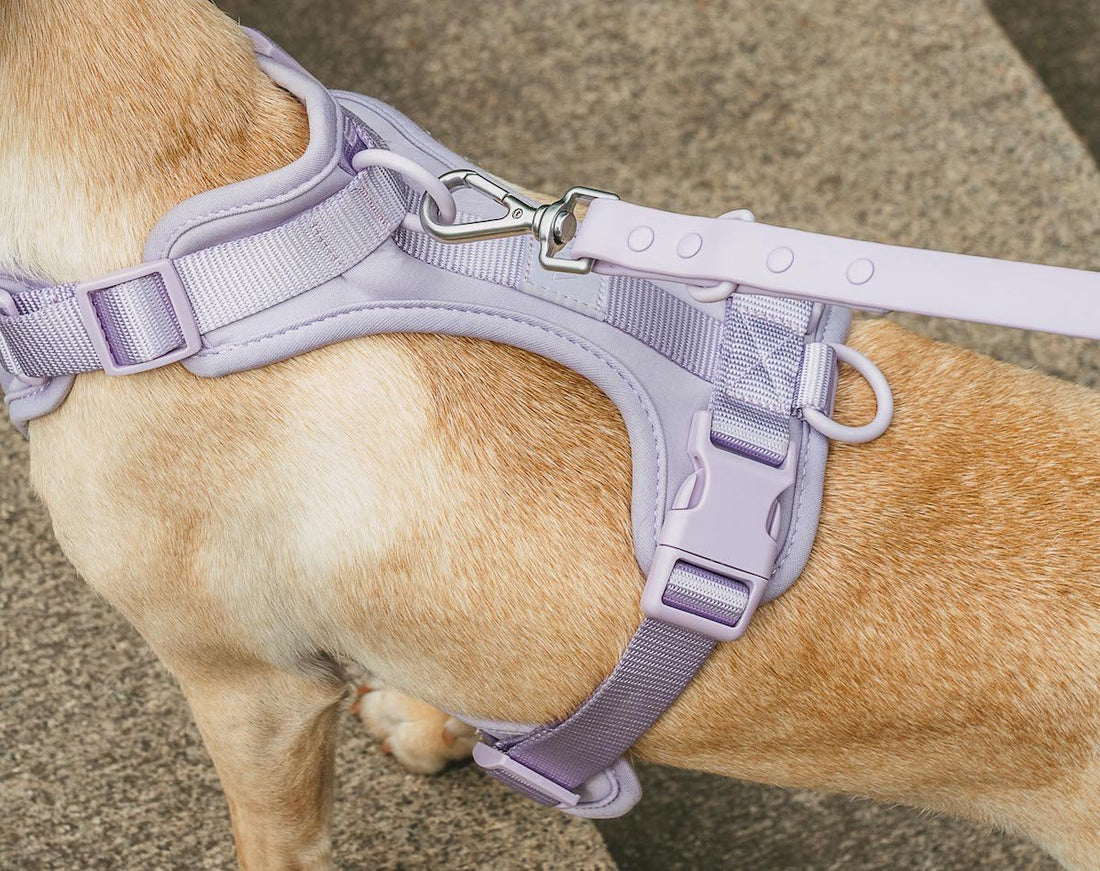 Benefits of a dog harness: harness vs. collar, best dog harness, no-pull dog harness, strap harness, comfortable dog harness, best looking dog harness, adjustable dog harness, durable dog harness, dog harness and leash set