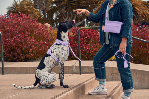 Why Are Retractable Leashes Bad? Dangers of retractable dog leashes, best dog leashes, adjustable length dog leash, durable dog leash, walk training, leash training