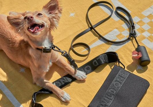 Dog Walking Accessories: Dog Harness, Dog Collar, Dog Leash, Best Dog Products, best leash and collar set, high quality leashes and collars, comfortable dog gear