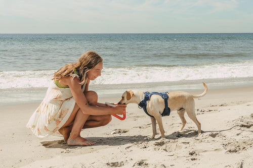 Things to do with your dog in Summer: dog friendly attractions, dog friendly restaurants, dog friendly cities, dog events, dog friendly beach, can dogs go in pools, can dogs swim, hiking with your dog