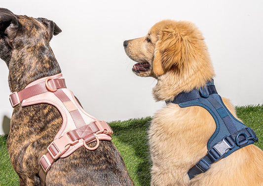 How to put on a dog harness: best dog harness, easy to use dog harnesses, non chafing dog harness, most comfortable dog harness, putting on a dog harness, dog harness size guide
