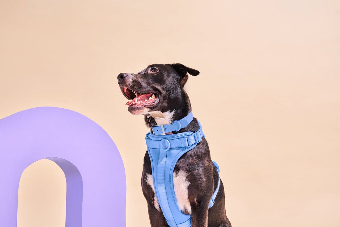 Dog Harness vs. Collar: How to chose the best dog harness or collar for your dog; no-pull dog harness, leash training, dog walk training, dog walker, dog collar, dog harness, best harness for large dogs, small dog collar