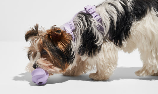 Why the Dog Squeaky Toy You Are Considering Might Not Be a Good Buy: squeaker toy, chew toy, dog toys, barkbox, kong, developmental dog toys, treat-dispensing dog toys, rubber dog toys, dog toy safety, best dog toys, no squeak dog toys