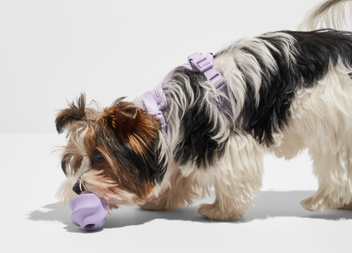 Why Do Dogs Like Squeaky Toys? Dog toy, play safety, dog choking, dog instincts, no-squeak dog toys, dog chew toys, best dog toys, superchewer dog toys, toys for heavy chewers, rubber dog toys, squeaker toys