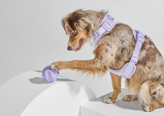 Smart Dog Toys To Keep Your Pooch Active – Wild One