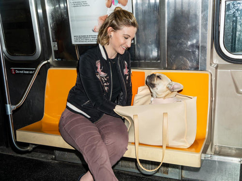 what is an emotional support animal? service dog, emotional support dog, travel with your dog, service dog airplane rules, dogs on subway, dogs on public transportation