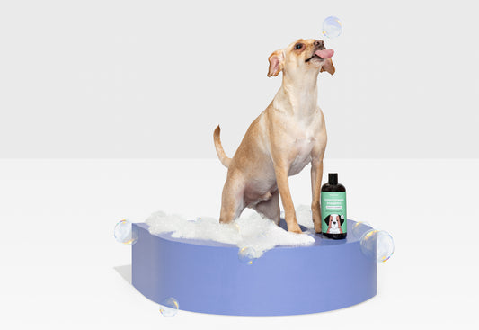 How Often Should You Give a Dog a Bath? Here’s What the Experts Say: dog bath, dog shampoo, dog groomer, hypoallergenic dog breeds, dog fur, dog hair, dog health, shiny dog coat, healthy dog coat, dog skin conditions