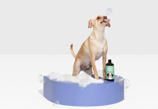 Shampoo for Dogs: Things To Consider for Bath Safety
