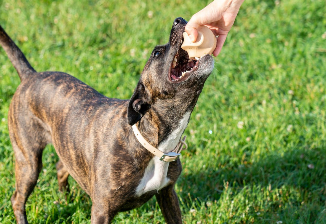 Best Fetch Balls for Dogs: Top Durable Picks for Endless Fun