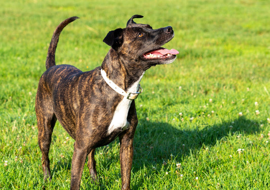 Is Microfiber or Leather Better for Dogs? Ultimate Guide