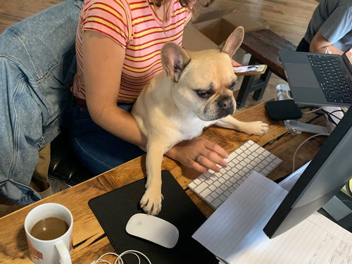 WO Tips: Working In A Dog Friendly Office