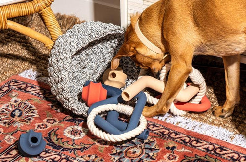 Dog Toys for Every Style of Play