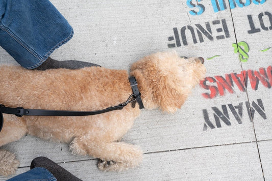 Don’t Freak Out – You Just Found the Best Leash Ever