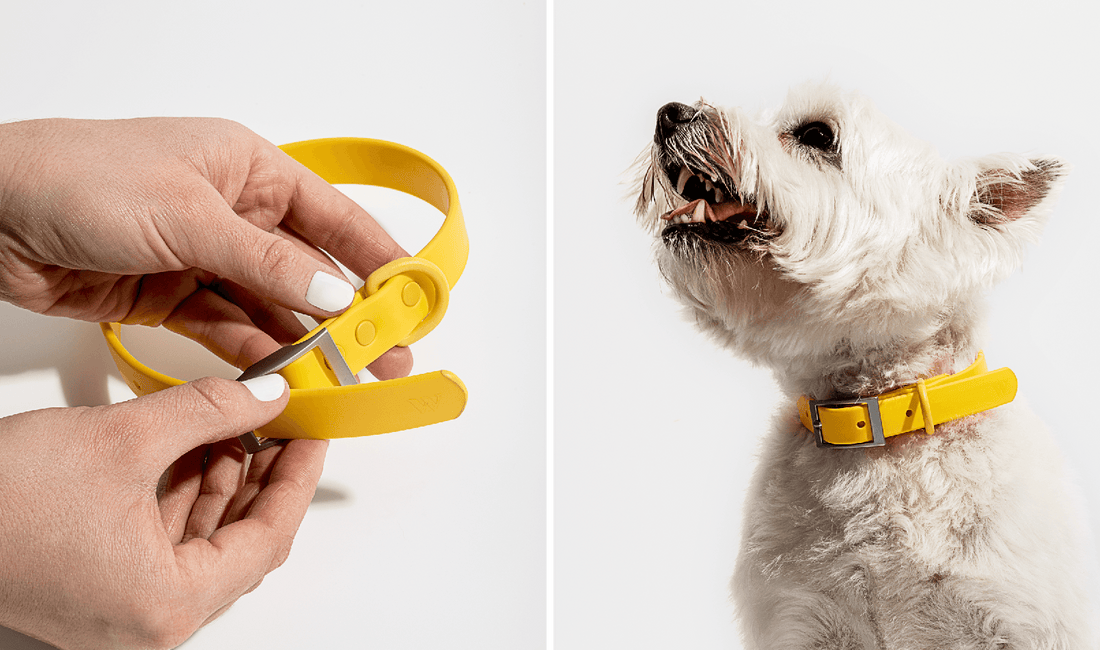 Dog Collars Choosing The Best Type of Collar For Your Dog Wild One