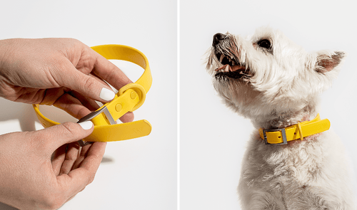 Choosing the best type of dog collar: martingale collar, puppy collars, leather dog collars, pvc dog collar, durable dog collars, luxury dog collar, designer dog collar, easy-to-use dog collar