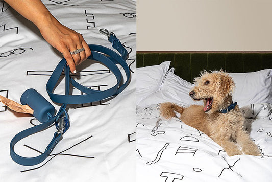 Dog Gear for The Design Lover