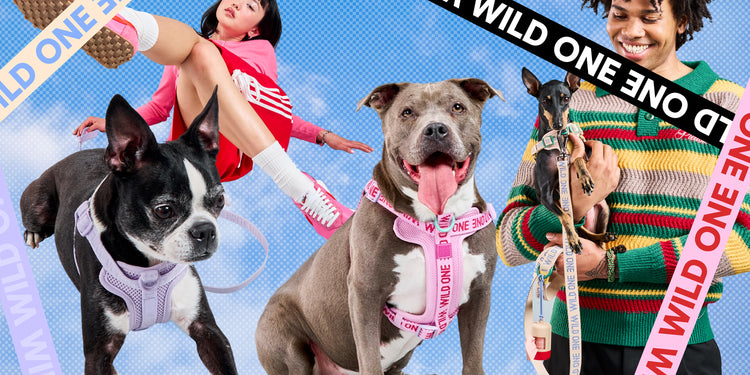 Wild One Air Collection at Walmart