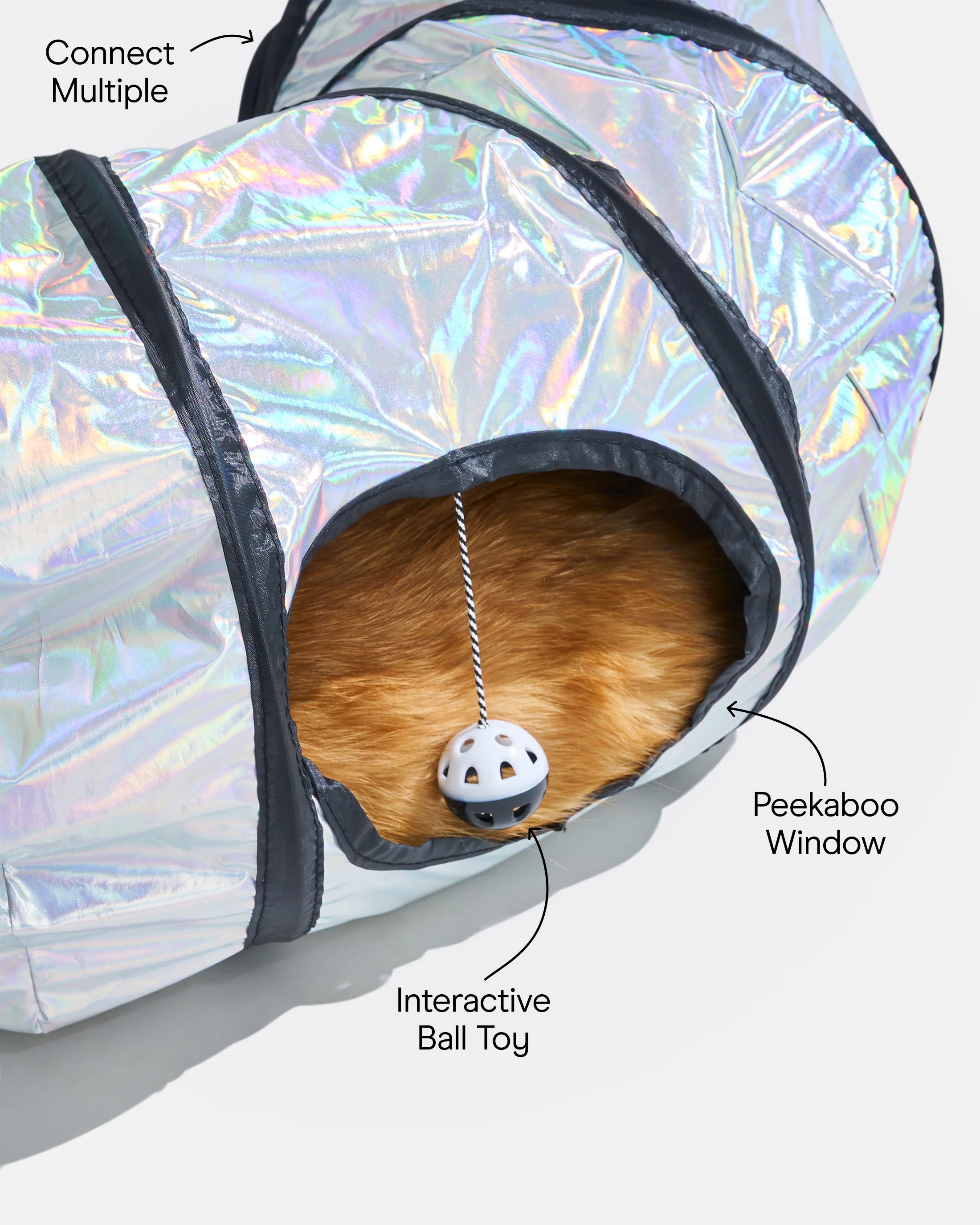 Cat Tunnel – Wild One