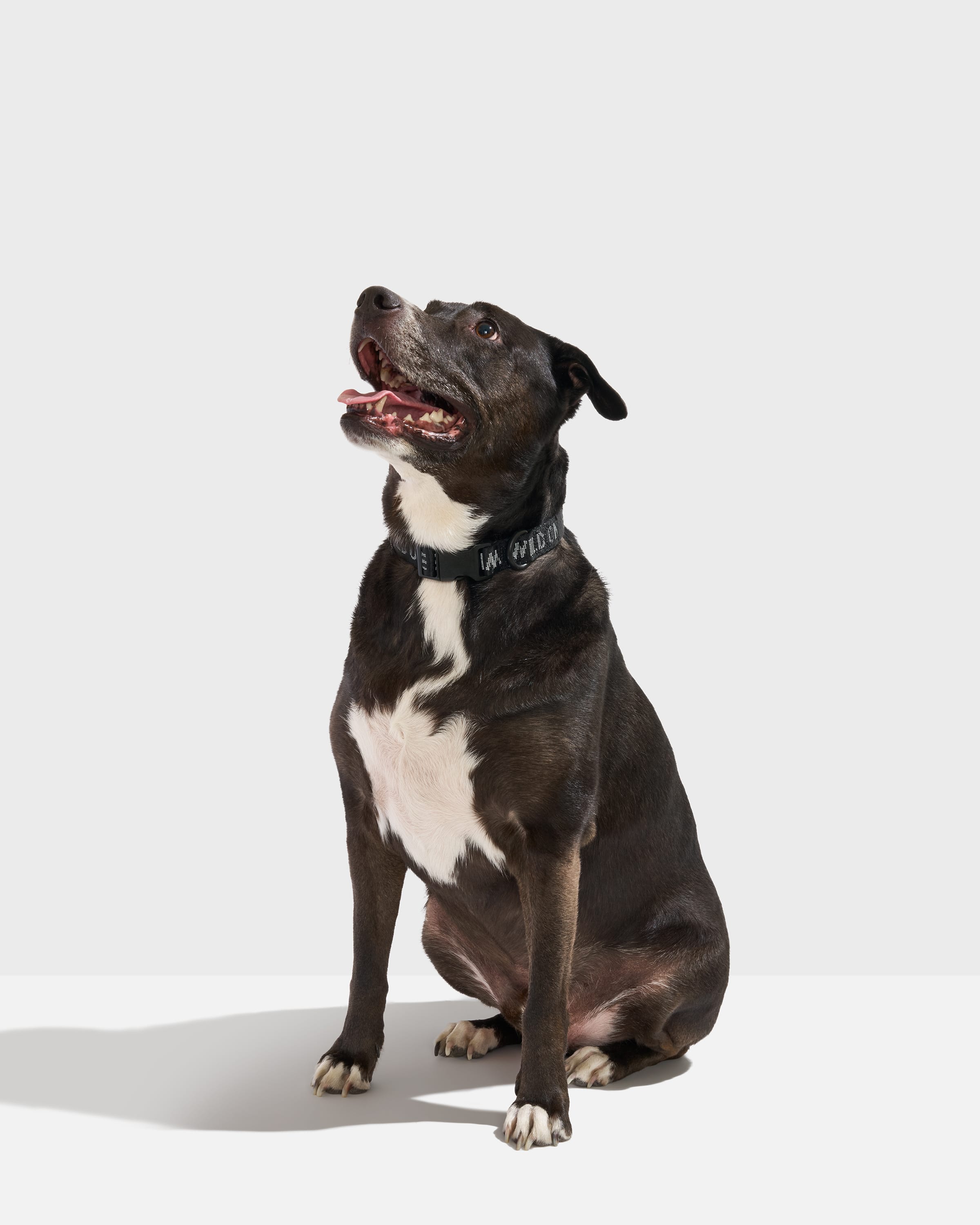 Quick-Release Dog Collar Flat | Wild One
