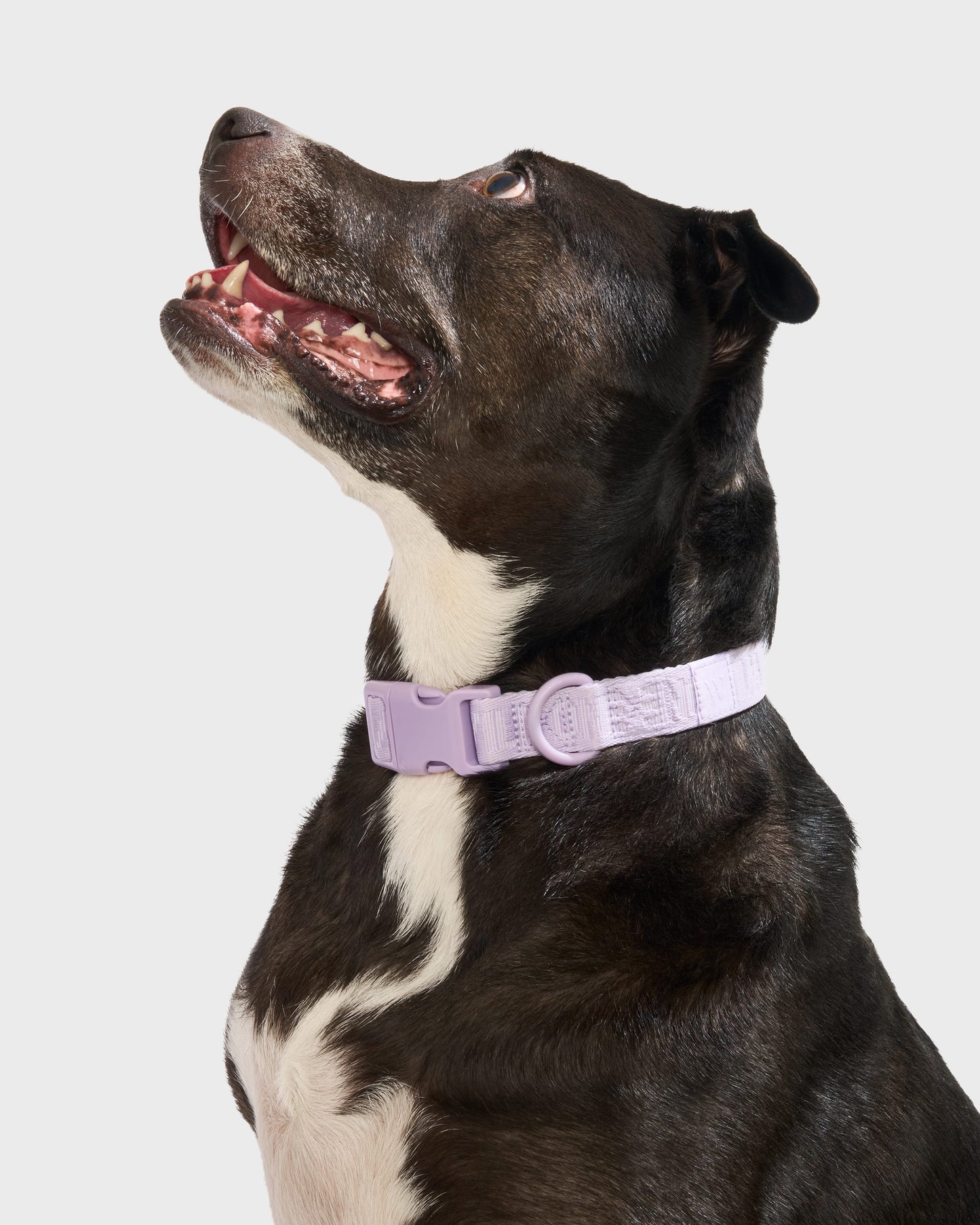 Quick-Release Collar + Lightweight Leash Walk Kit