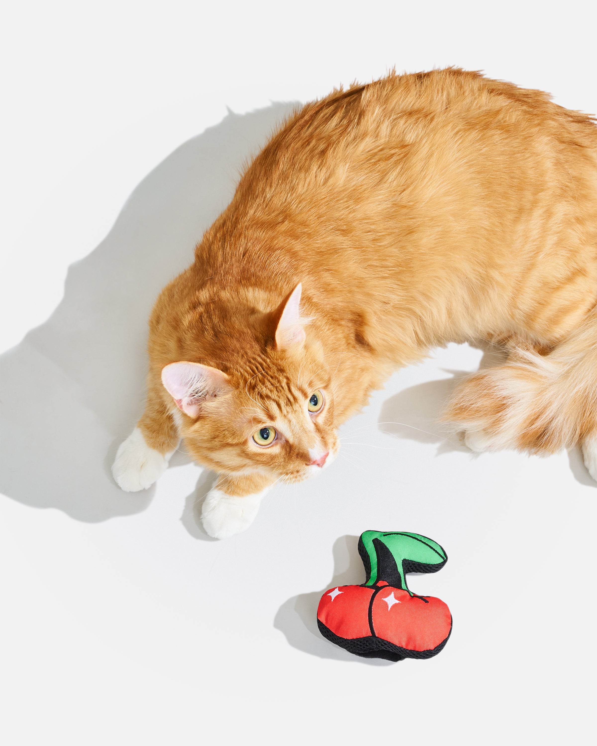 CAT★① Playful Plush Cat Toy – Wild One