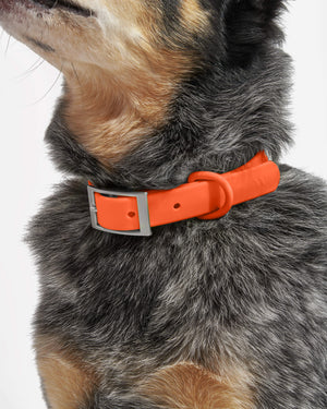 Wild One - Dog Collar - Navy - Small