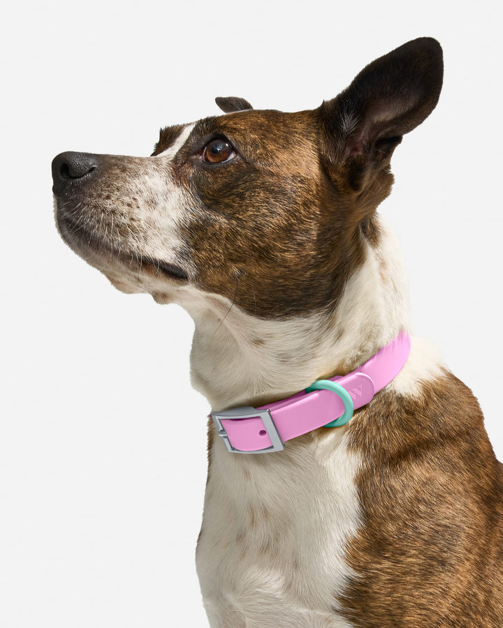 Wild One | Better Essentials For Dogs